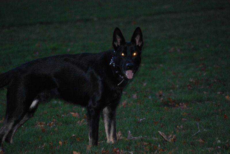 Best SHTF Dog Breed? Page 5