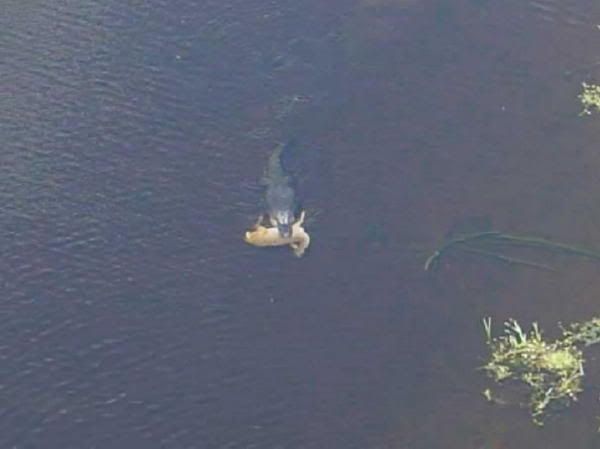 gator1a.jpg