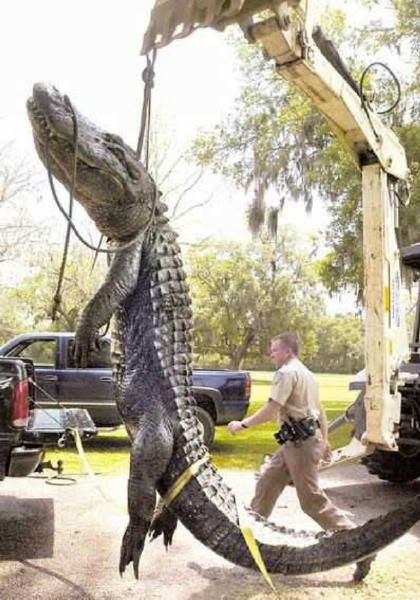 gator3a.jpg