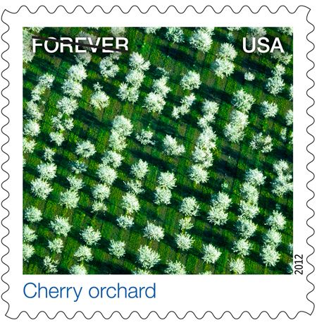 Cherry Orchard