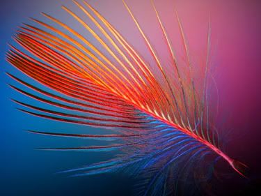 Feather of a Dominican Cardinal by Ian C. Walker