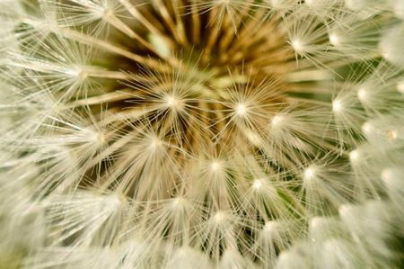 Dandelions