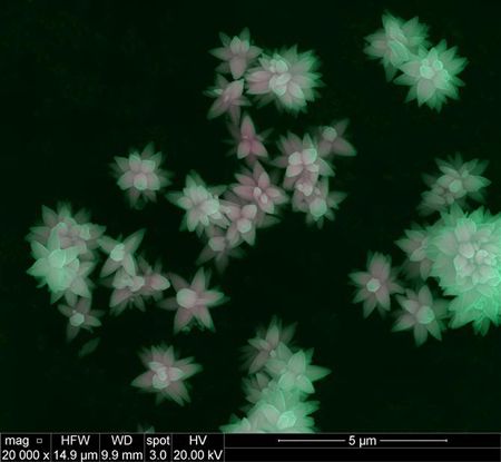 ZnO nanoparticles