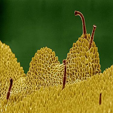 Petal of a Cowslip Flower