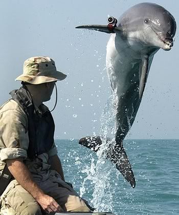 Therefore, terrorist-hating-hunter-killer-savant dolphins with dart guns are 