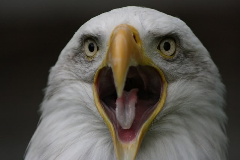 IMAGE: http://i3.photobucket.com/albums/y95/cycoburns/England-Warwick363-resized.jpg