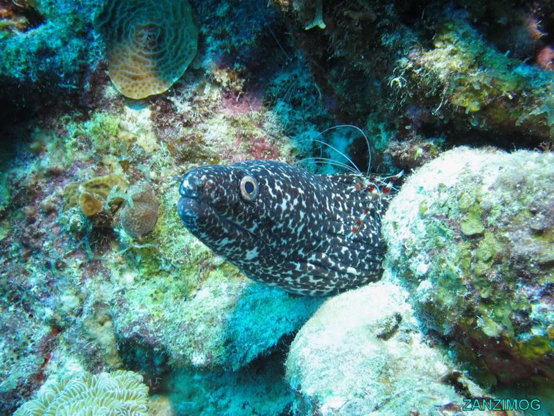 102607eel_9306.jpg