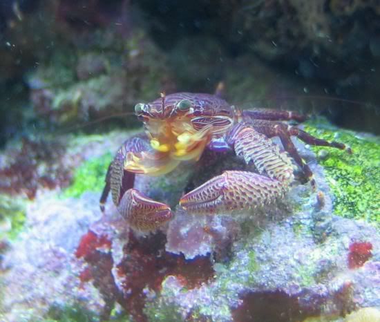 pcrab_1697.jpg