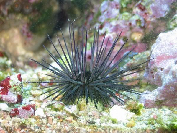 urchin_3795.jpg