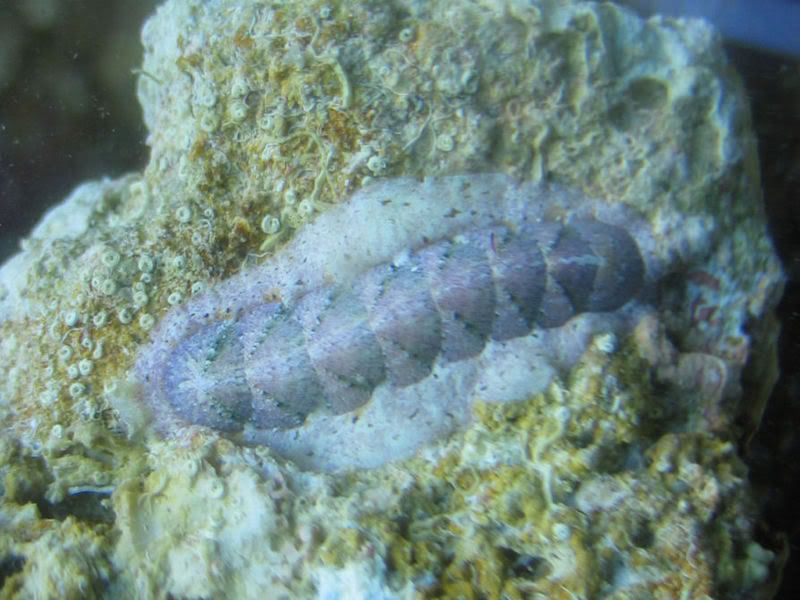 chiton_0423.jpg