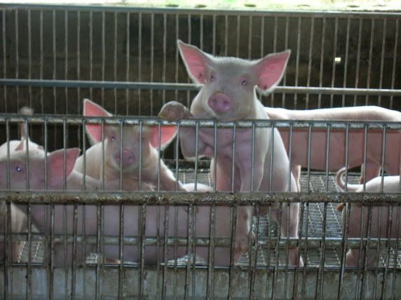 Pig farm Pictures, Images and Photos