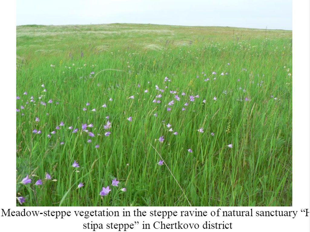 BoS%20-%20Don%20Steppe%20meadow%20pictur