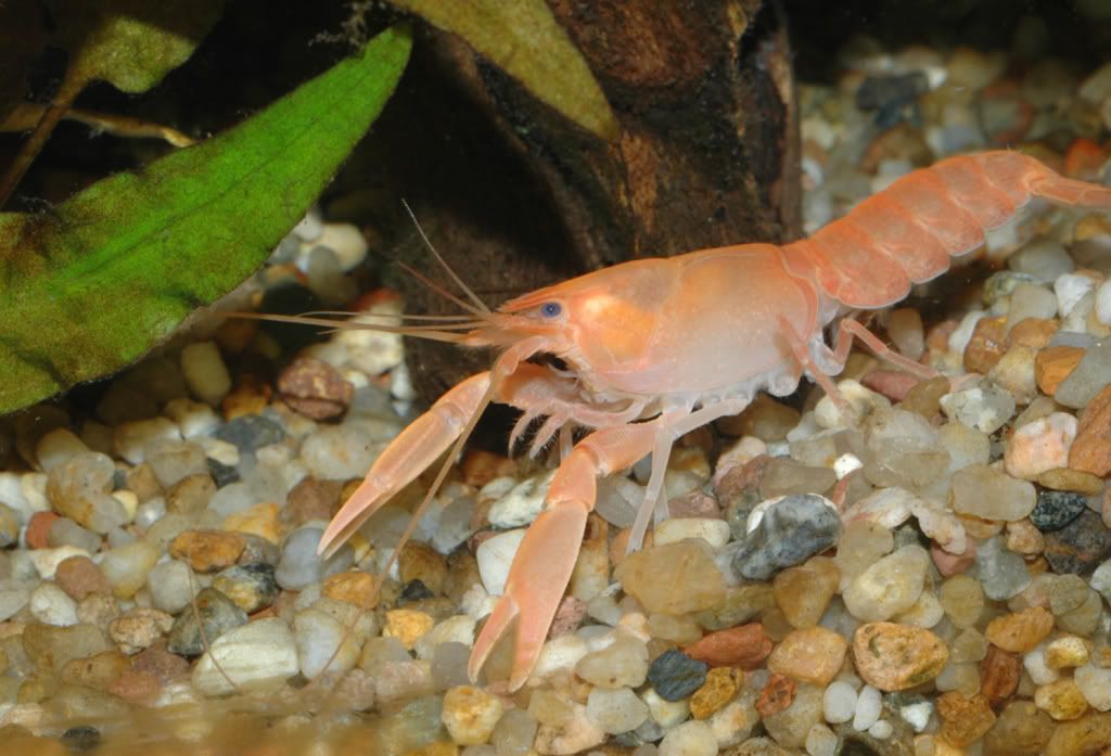 Cherax Holthuisi