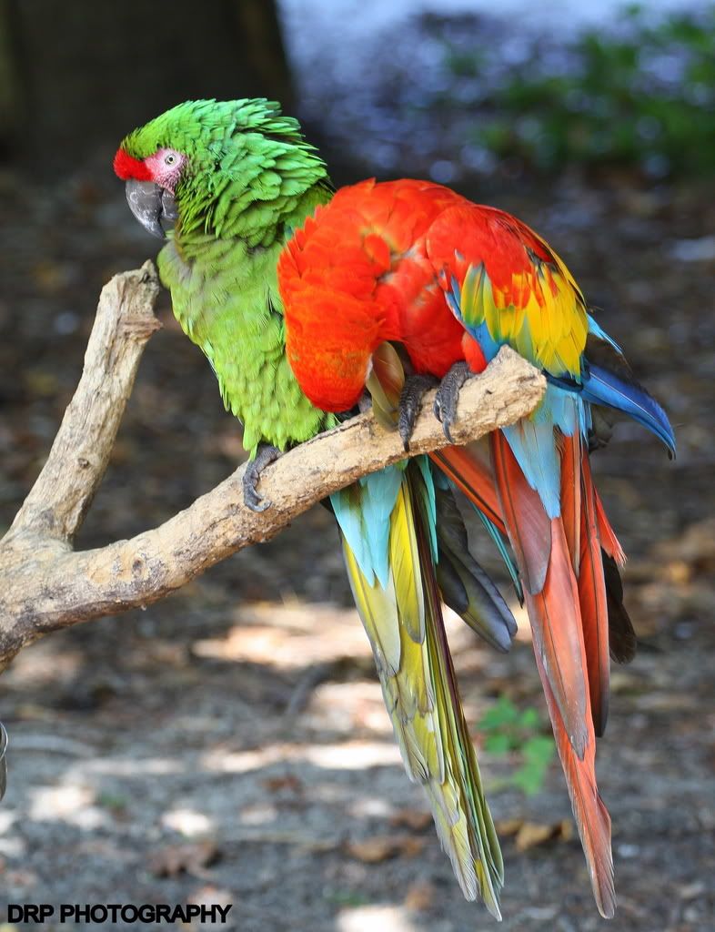 Zoo Birds