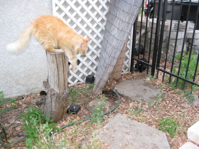 cats