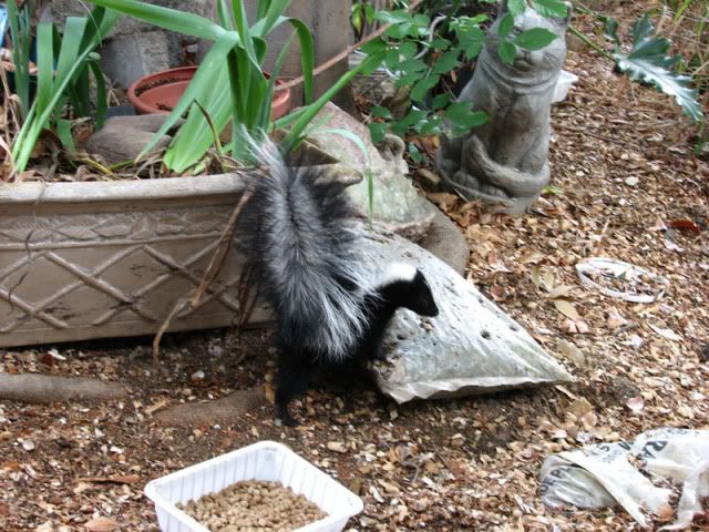 skunk