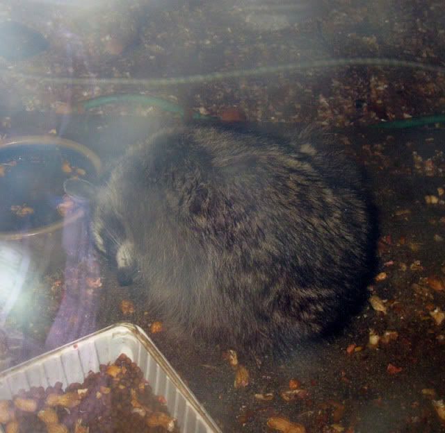 raccoon