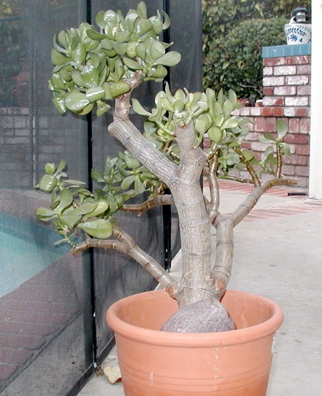updategiant jade cuttingnew rootscut back?