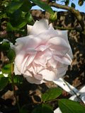 http://i3.photobucket.com/albums/y99/bulbinello/Jardin/Roses/th_P1040326.jpg