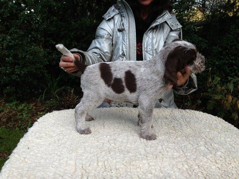 6 1/2 week oud
