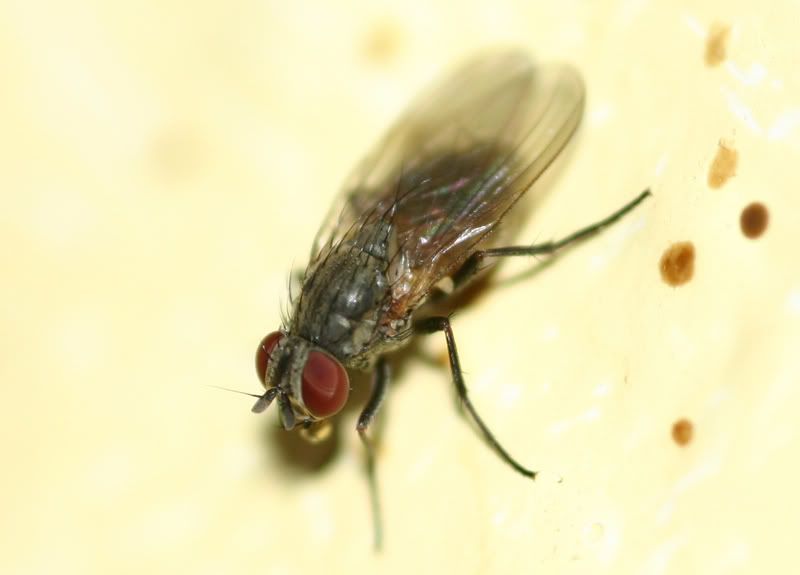 IMAGE: http://i3.photobucket.com/albums/y99/picardo/macro/croppedfly.jpg