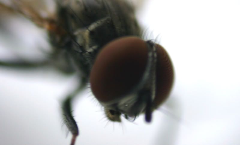 IMAGE: http://i3.photobucket.com/albums/y99/picardo/macro/croppedflyreverselense2.jpg