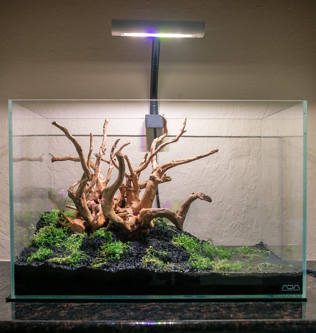 Build Thread - Brad's Natural Reef Mangroves, Macros, and More | Page 2 ...