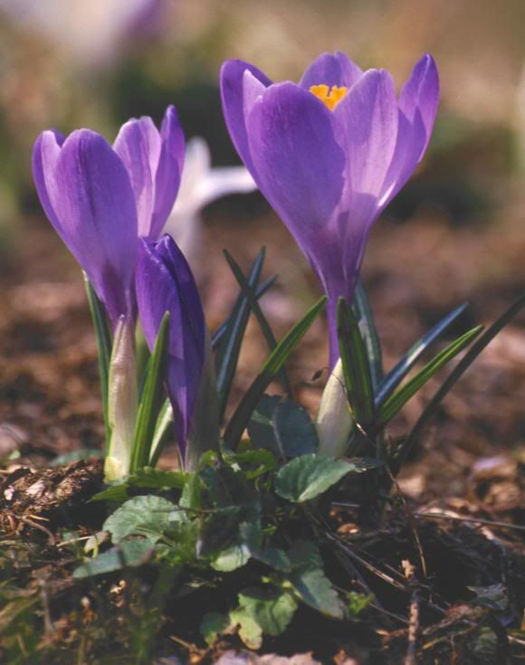 saffron crocus