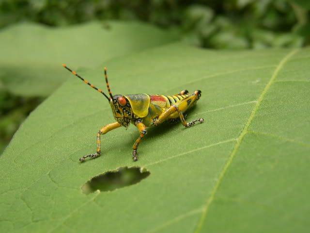 grasshopper