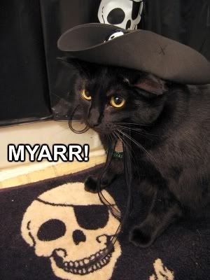 Pirate kitty