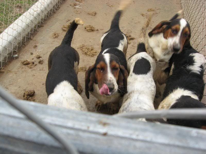 Kennel Run showing feces and dirt