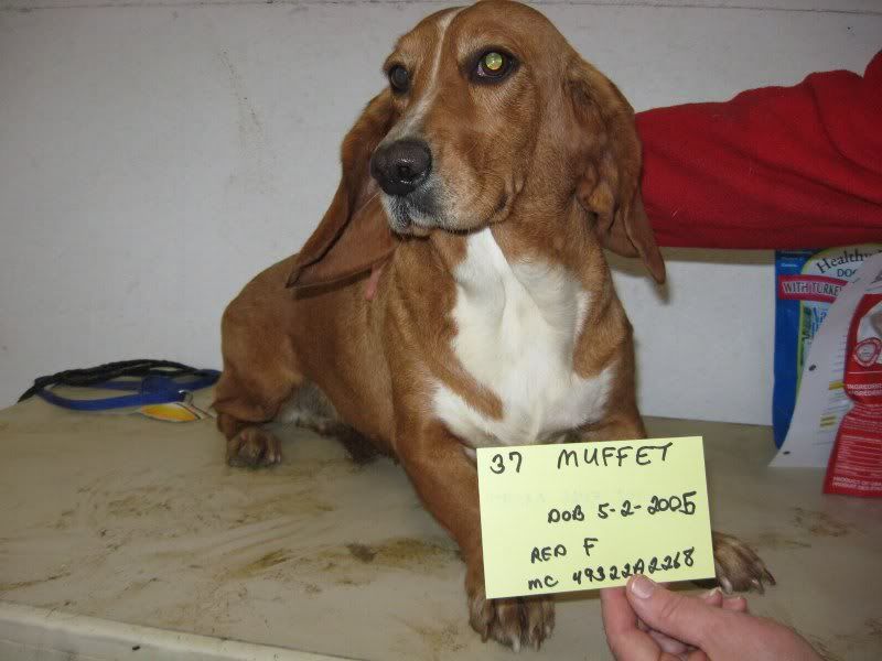 Muffet, dob 5/2/2005