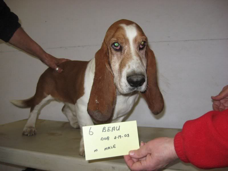 Beau, dob 2/17/2003