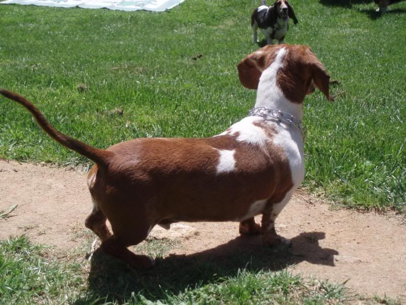 Angus the Dachshund - the miniature basset!