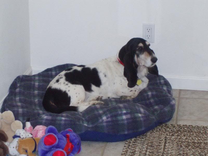 Darcy chilling out on her bed