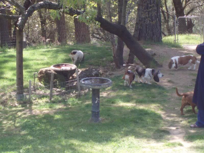 Hounds Hanging Out