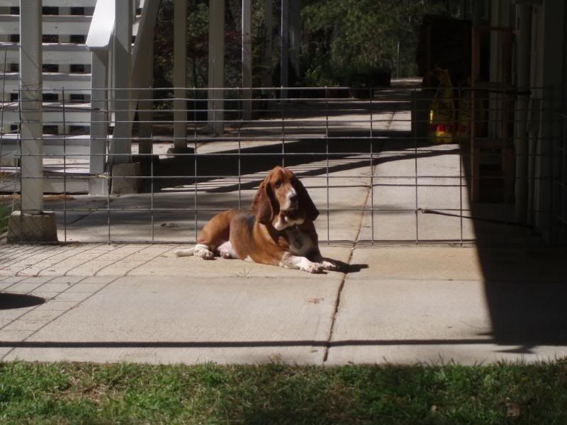 Miles was enjoying the evening sunshine