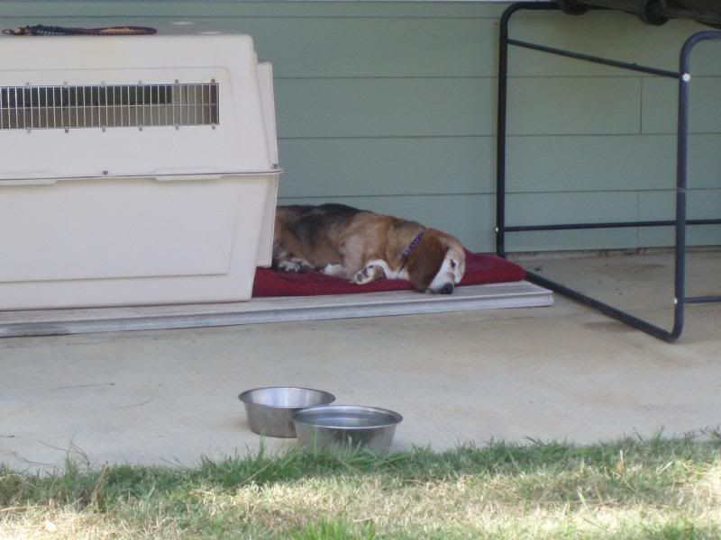 Ralph, enjoying his senior years in something close to Paradise!