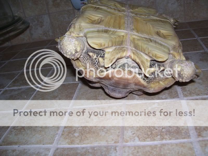 Female Sulcata | Tortoise Forum