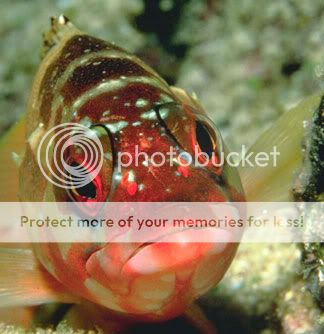 http://i3.photobucket.com/albums/y62/Malista/nature/fish.jpg