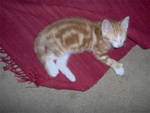 Image hosted by Photobucket.com