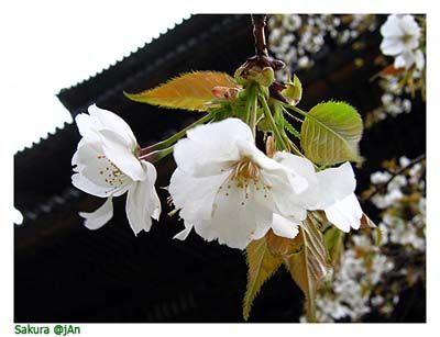Image hosting by Photobucket