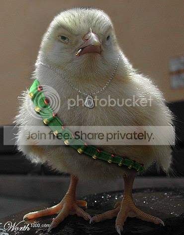 animalsattack9.jpg