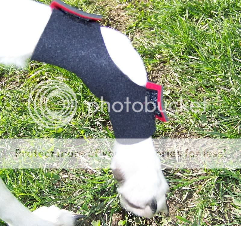 Neoprene Semi Pro Dog Stopper Pad Leg Protectors Flyball Canix Agility 