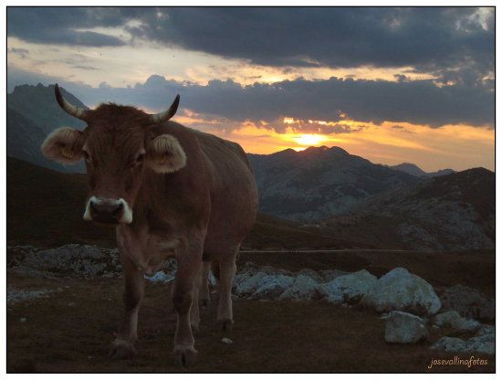 photo puesta con vaca redu_zpsyhnumb7u.jpg